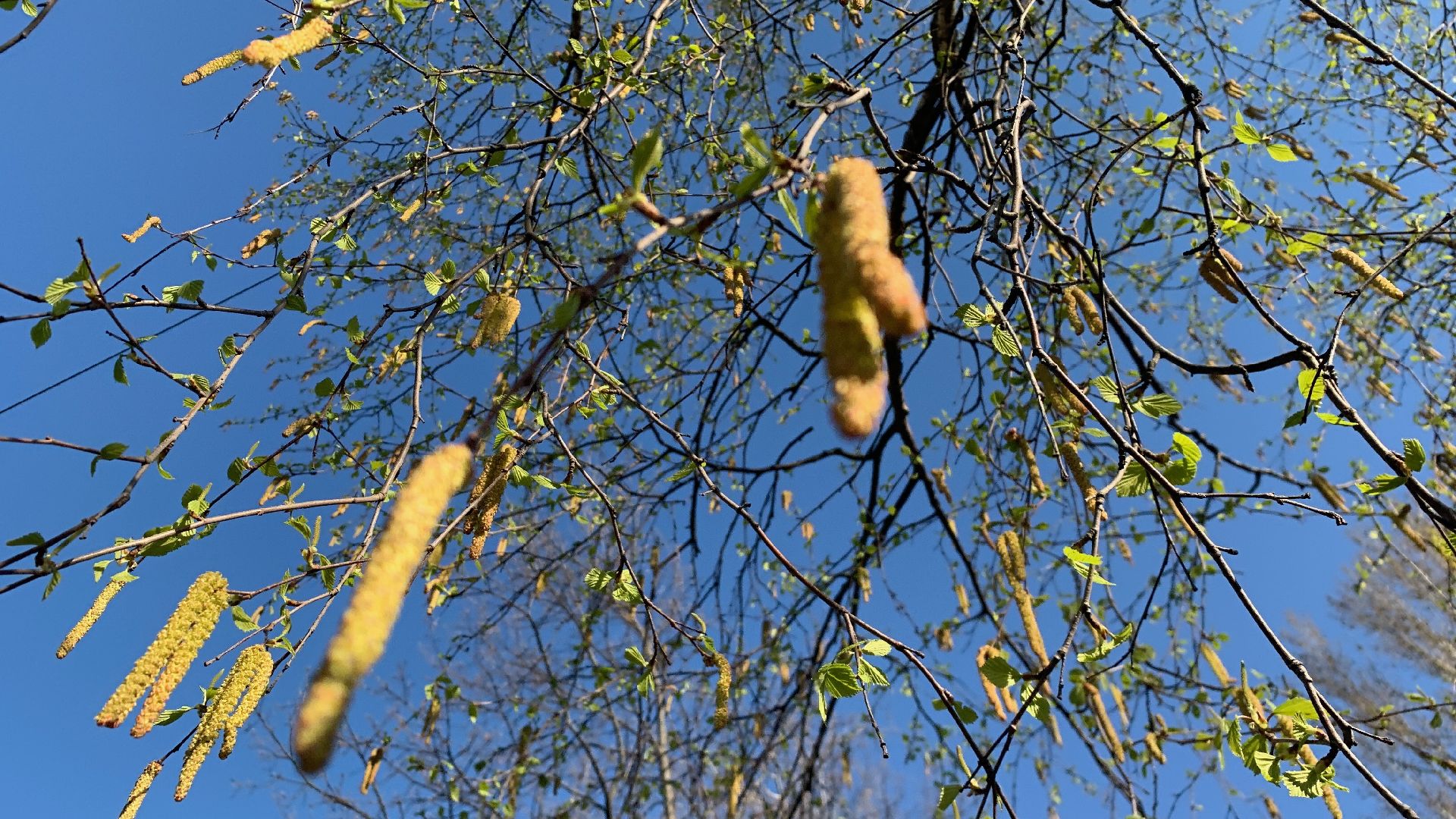 Ступино, аллергия, здоровье, поллиноз