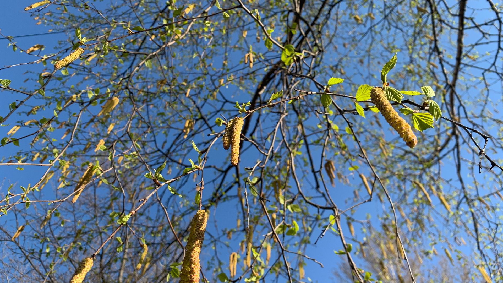 Ступино, аллергия, здоровье, поллиноз