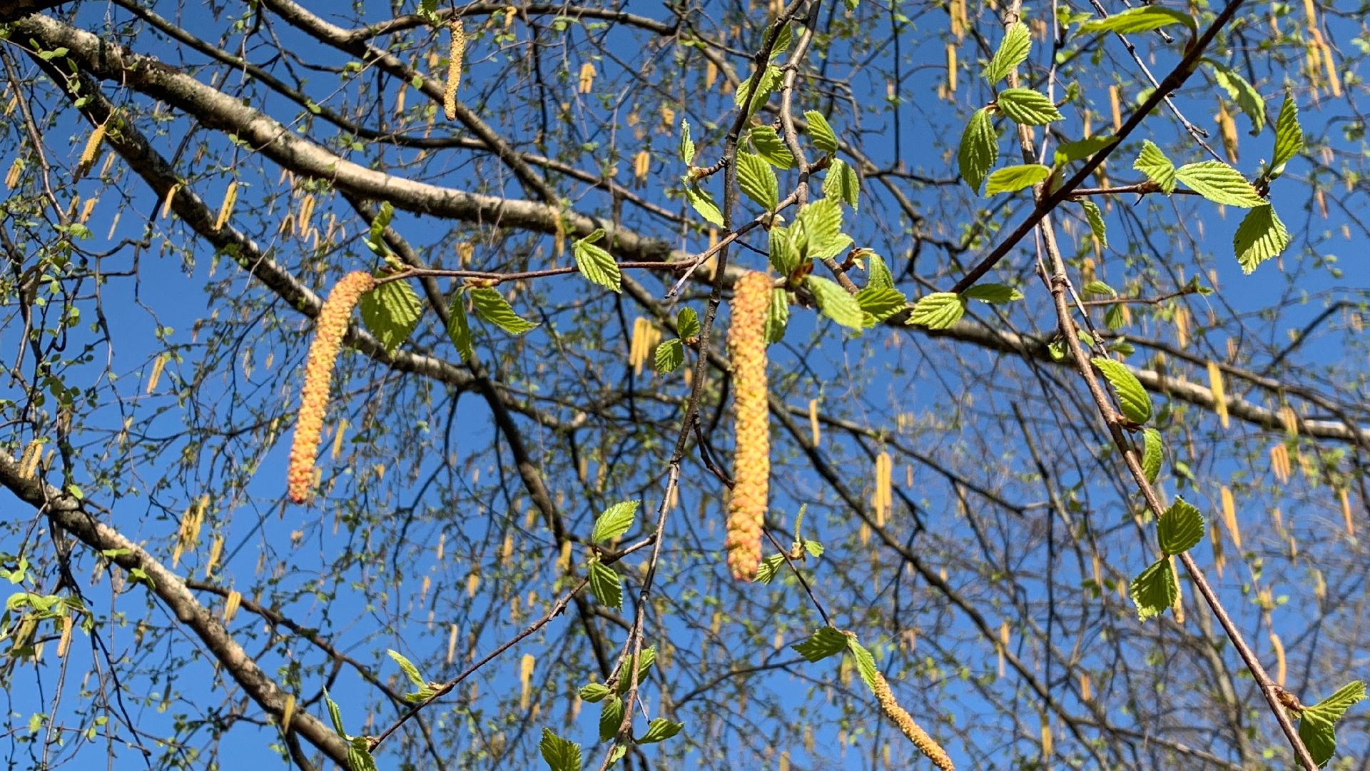 Ступино, аллергия, здоровье, поллиноз