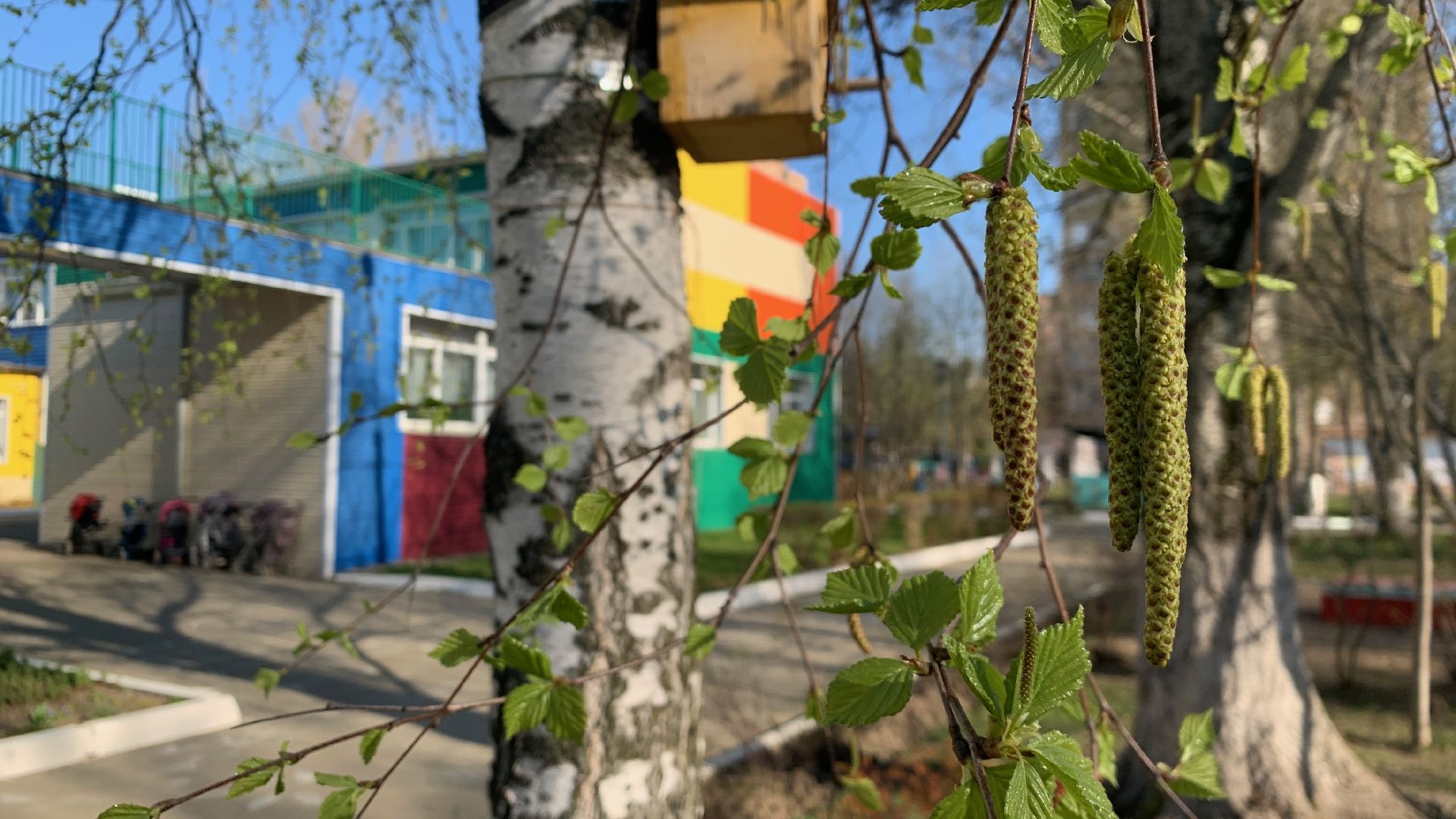 Ступино, аллергия, здоровье, поллиноз