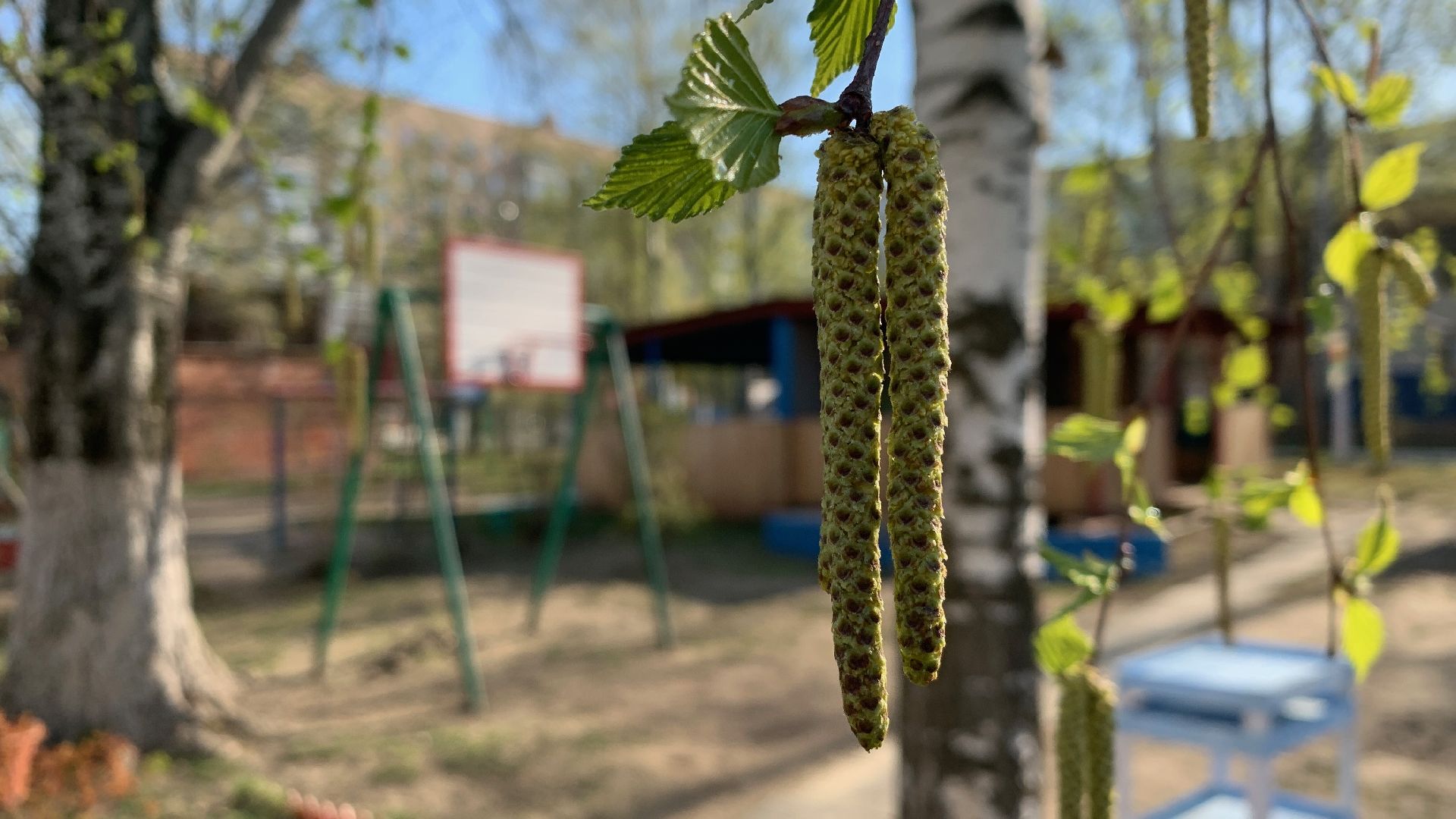 Ступино, аллергия, здоровье, поллиноз