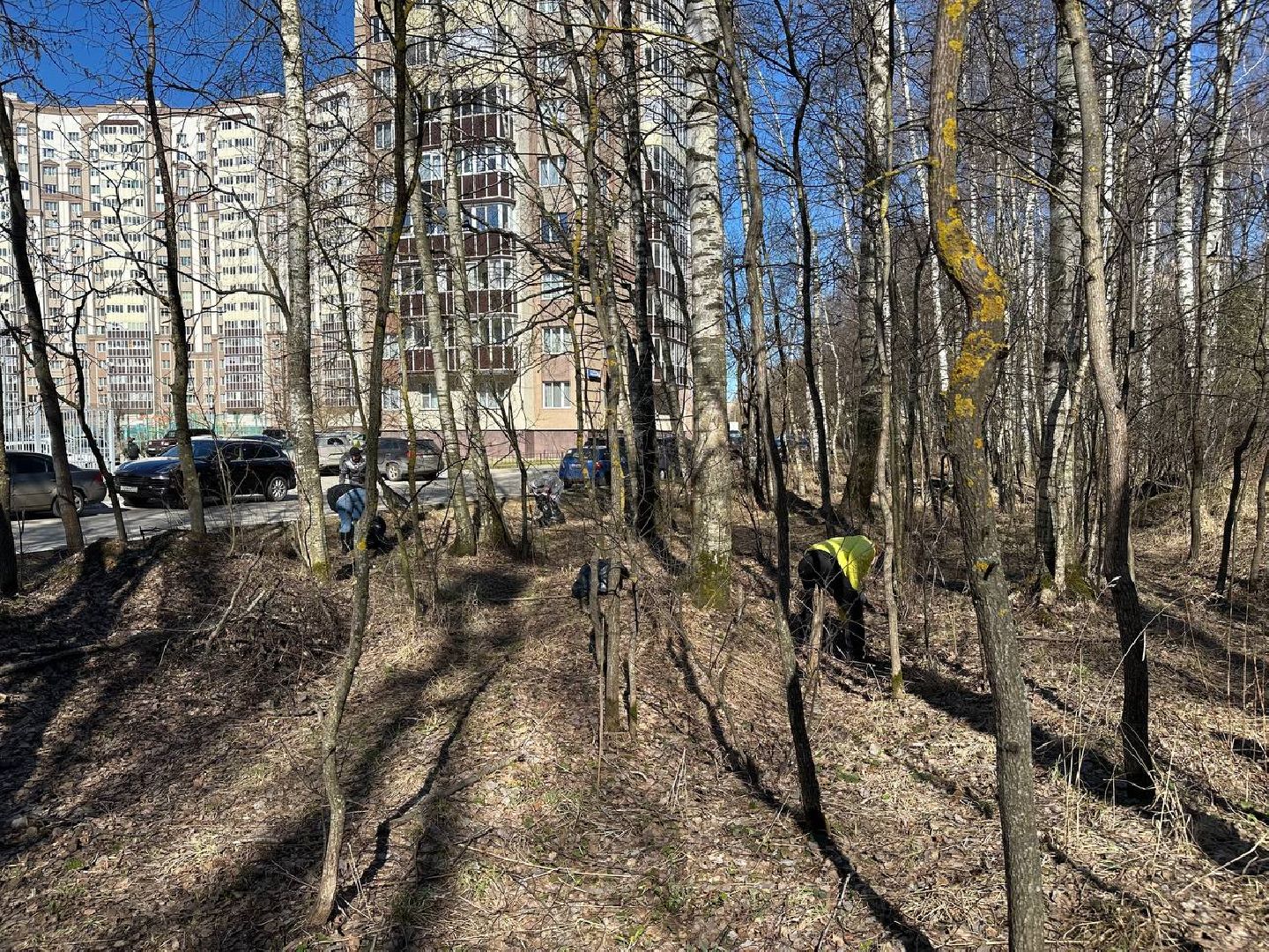 уборка леса, домодедово,