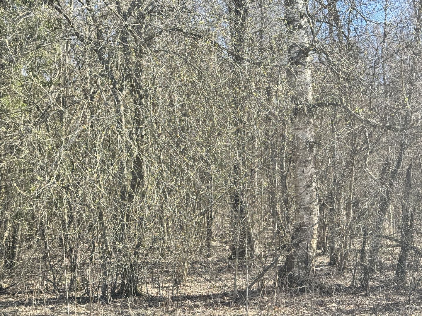 Шаховская, Лес, Нападение медведя,