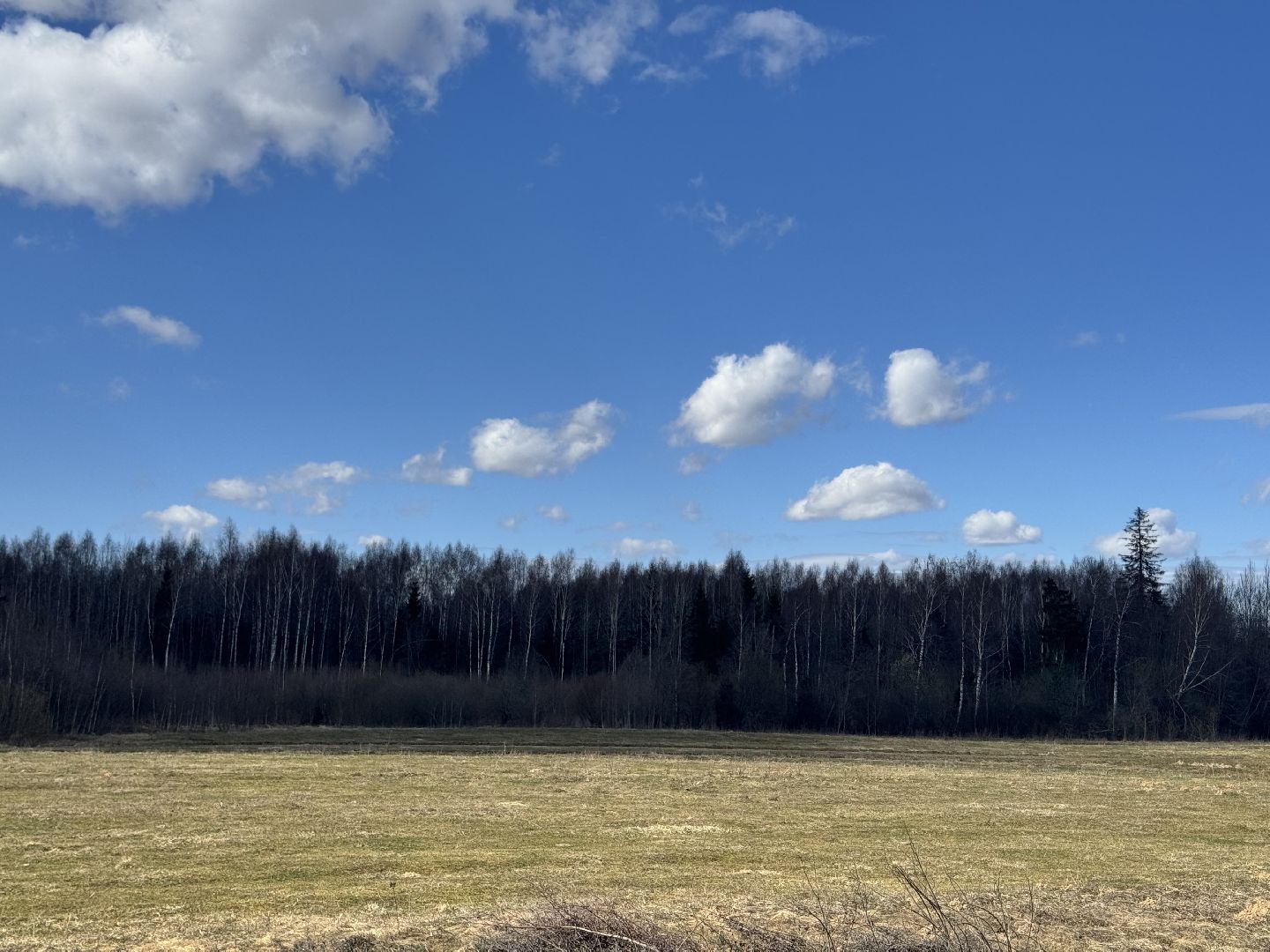 Шаховская, Лес, Нападение медведя,