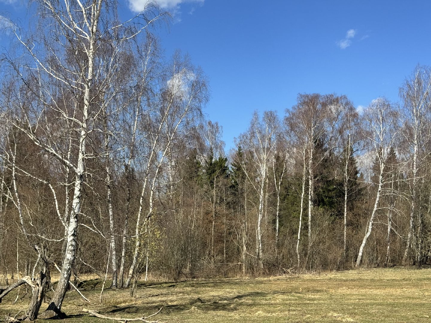 Шаховская, Лес, Нападение медведя,