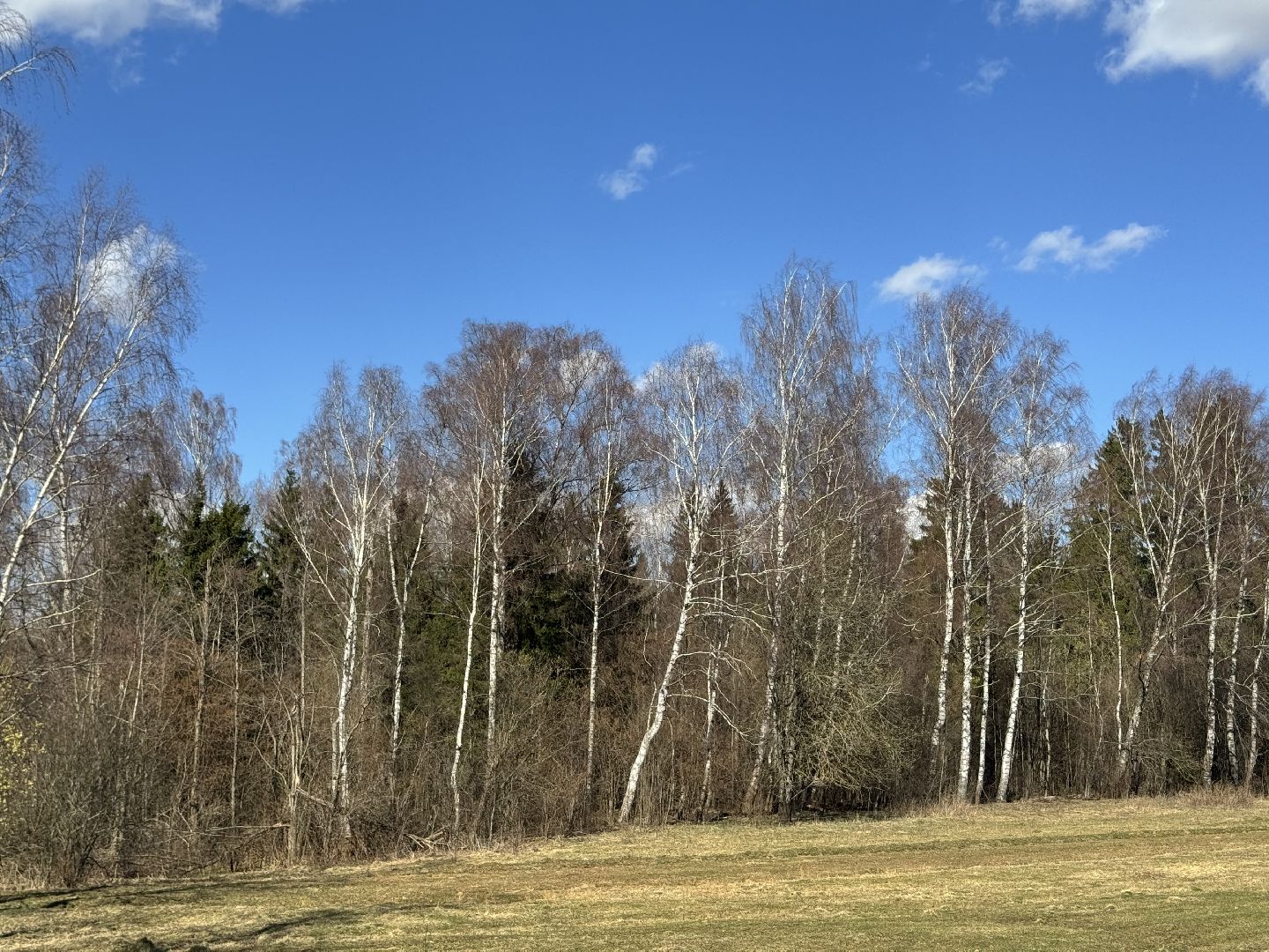 Шаховская, Лес, Нападение медведя,