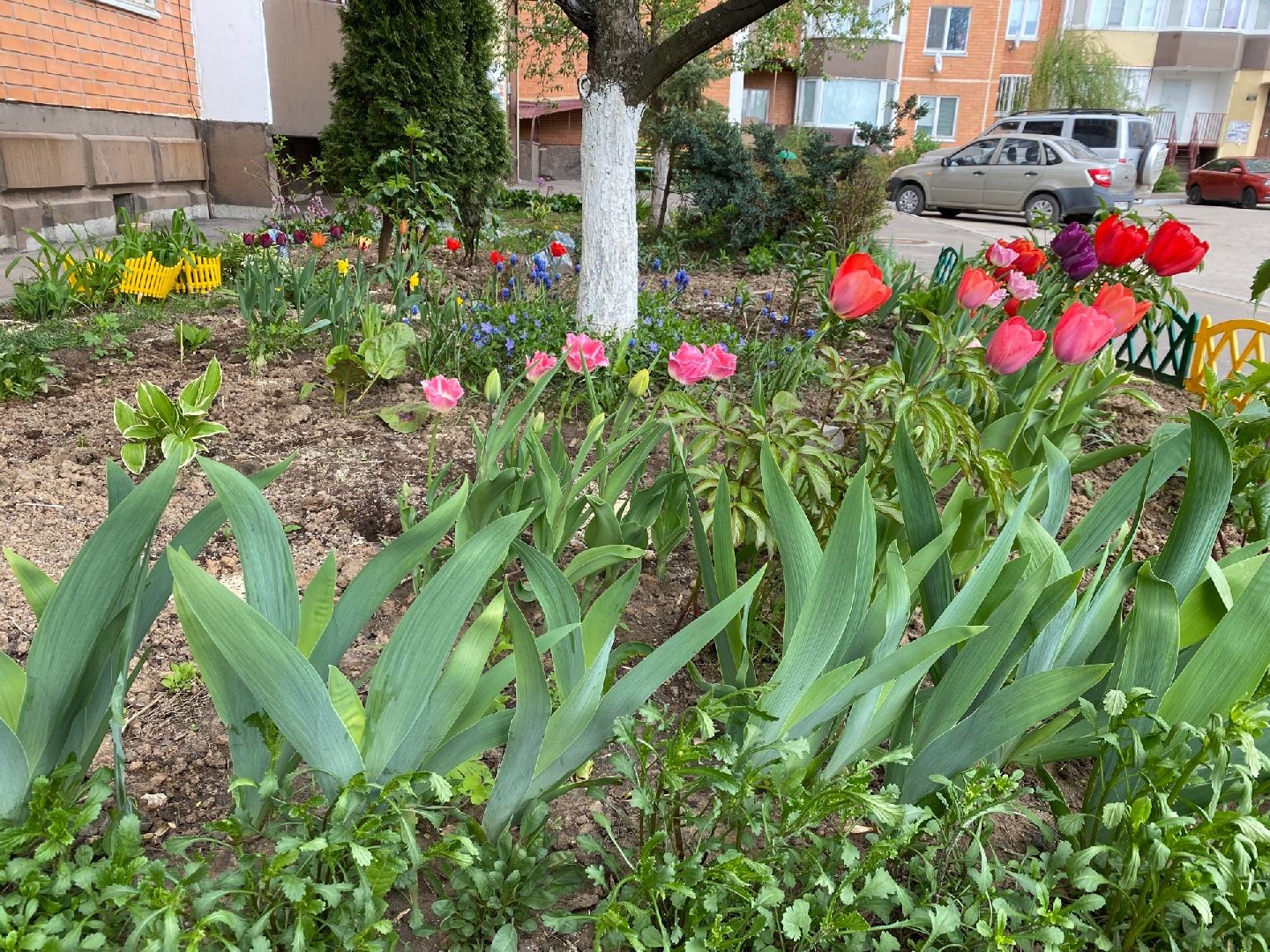 Домодедово, клумба, благоустройство, цветы, конкурс