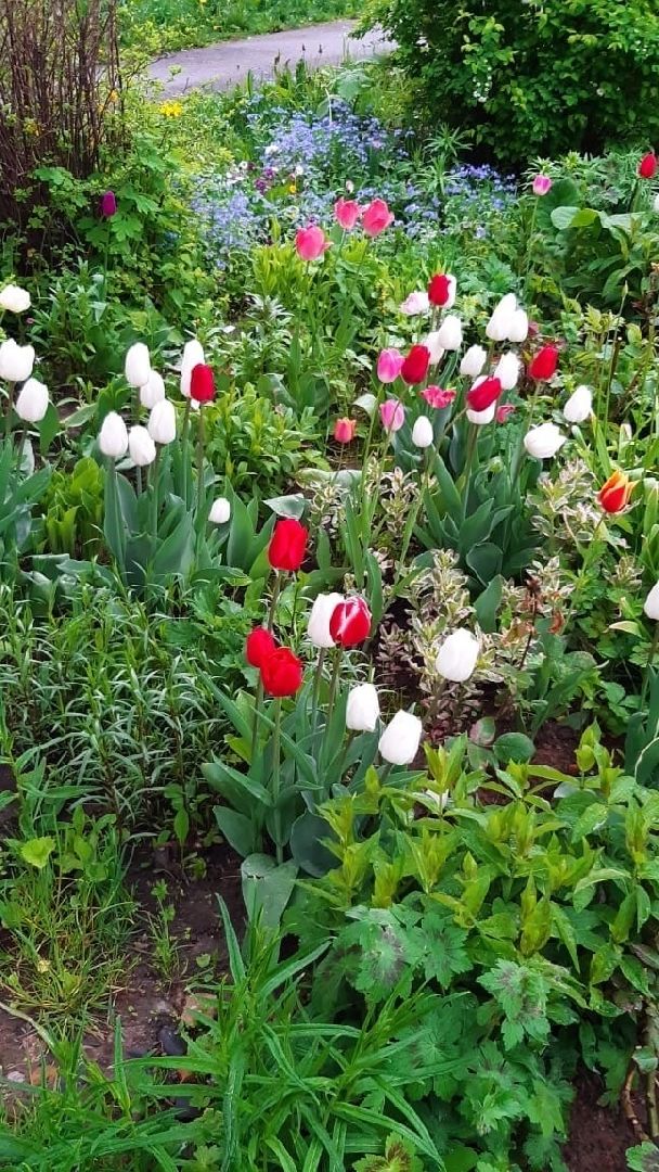 Домодедово, клумба, благоустройство, цветы, конкурс