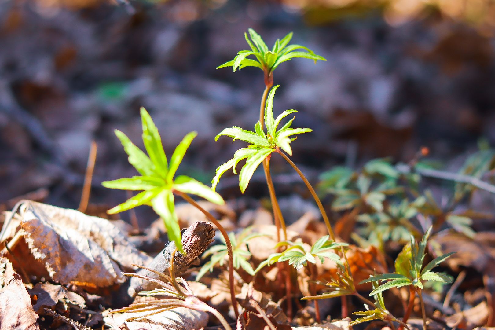 Клин, общество, благоустройство, субботники, весна,