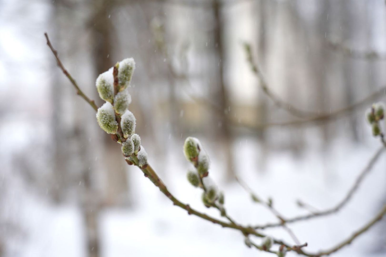 снег, коммунальные службы, сергиев посад, сергиево-посадский городской округ, снег весной,