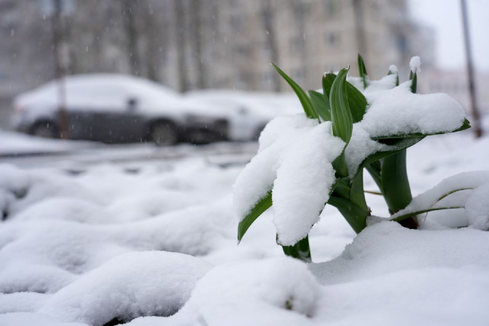 снег, коммунальные службы, сергиев посад, сергиево-посадский городской округ, снег весной,