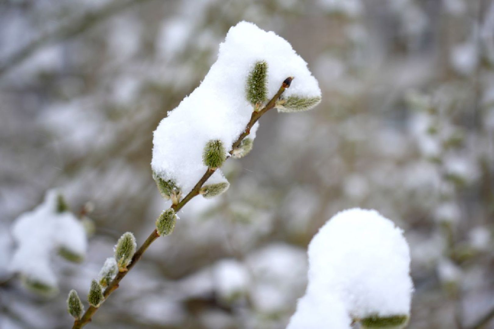 благоустройство, снегопад, сергиев посад, сергиево-посадский городской округ, уборка снега, апрельский снегопад,