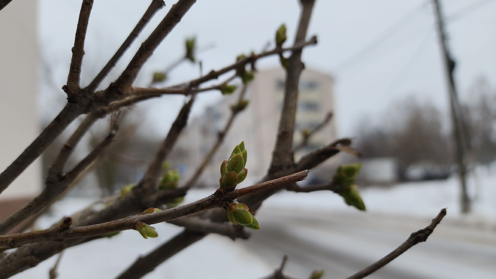 ЖКХ, уборка снега, снегопад, Лосино-Петровский,