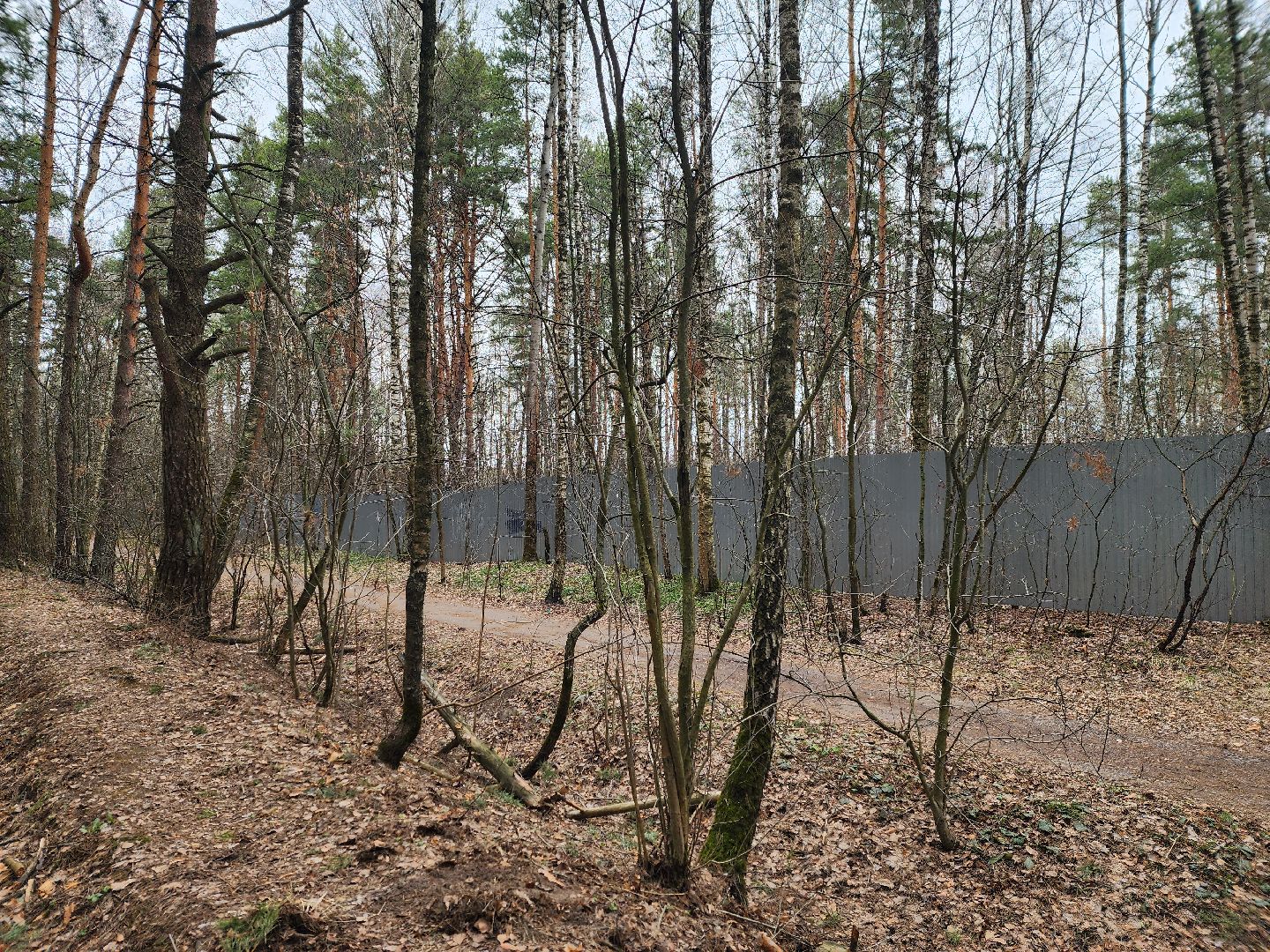 ивантеевка, бег, городской округ пушкинский, спорт,