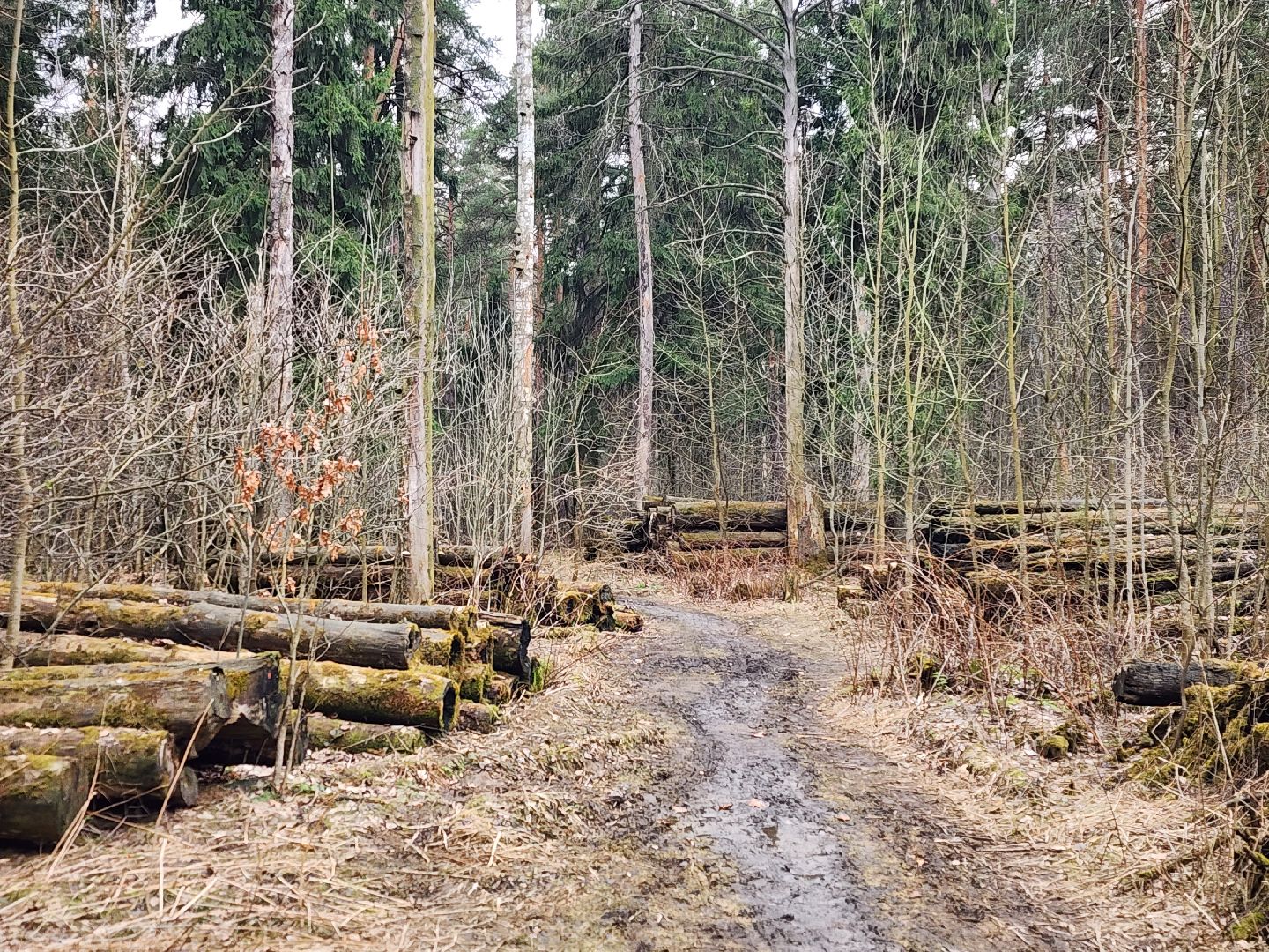 ивантеевка, бег, городской округ пушкинский, спорт,