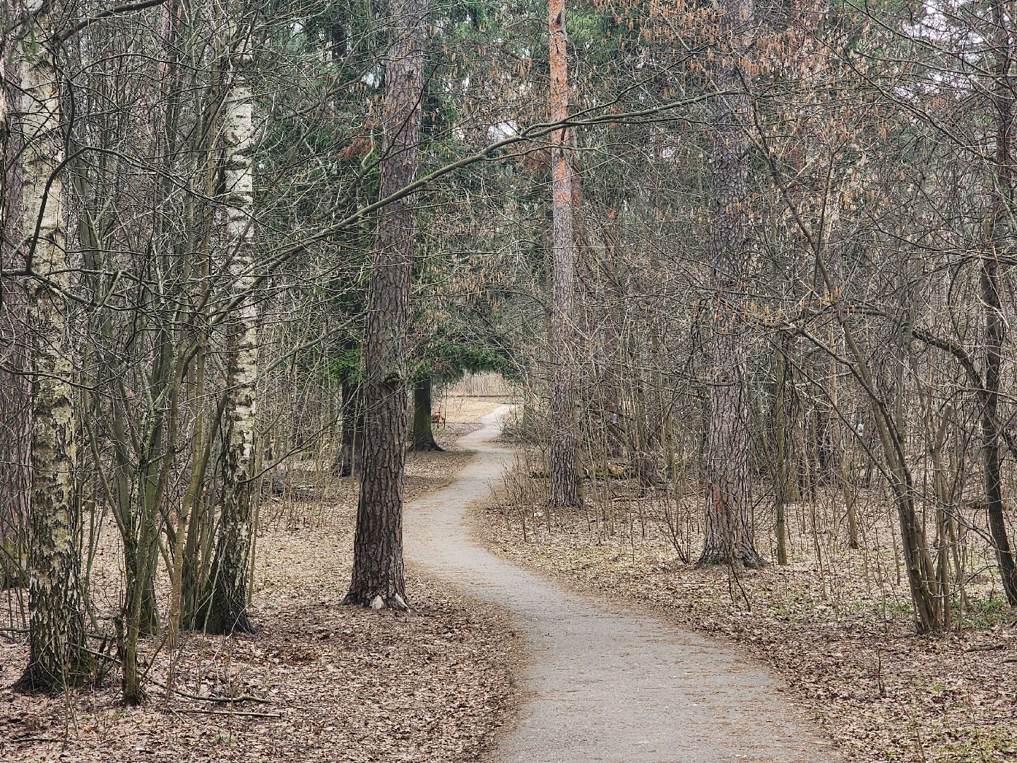 ивантеевка, бег, городской округ пушкинский, спорт,