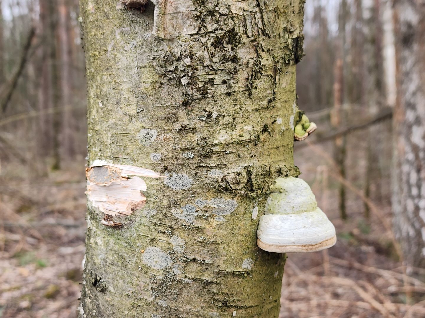 ивантеевка, городской округ пушкинский, бег в подмосковье, спорт,