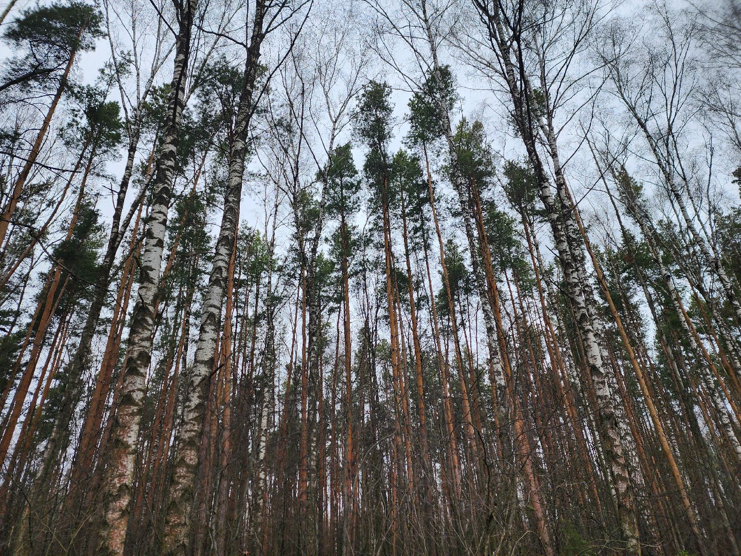 ивантеевка, городской округ пушкинский, бег в подмосковье, спорт,