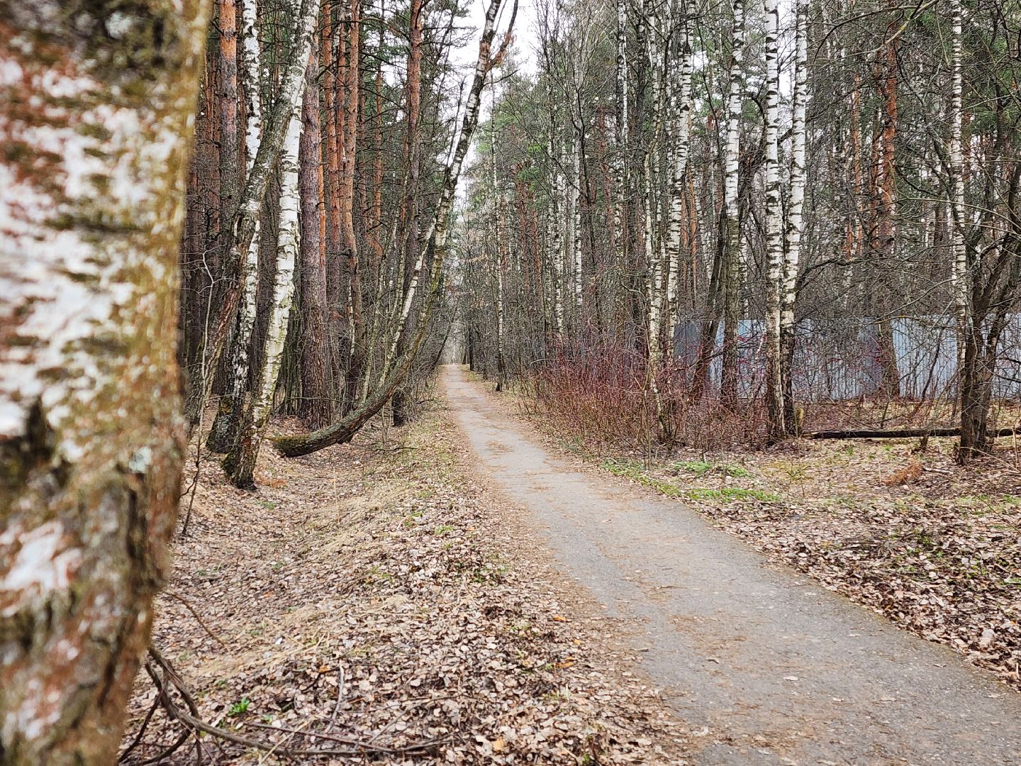 ивантеевка, городской округ пушкинский, бег в подмосковье, спорт,