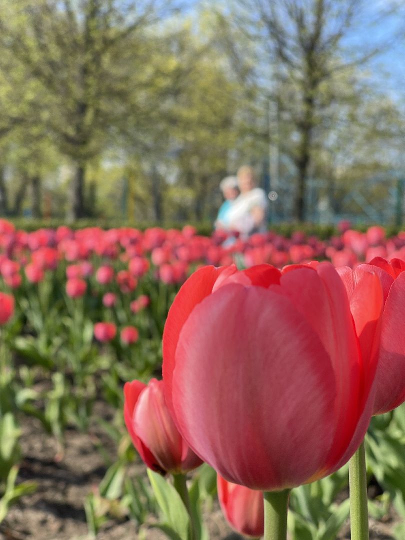 Одинцово, площадь, благоустройство, цветы,