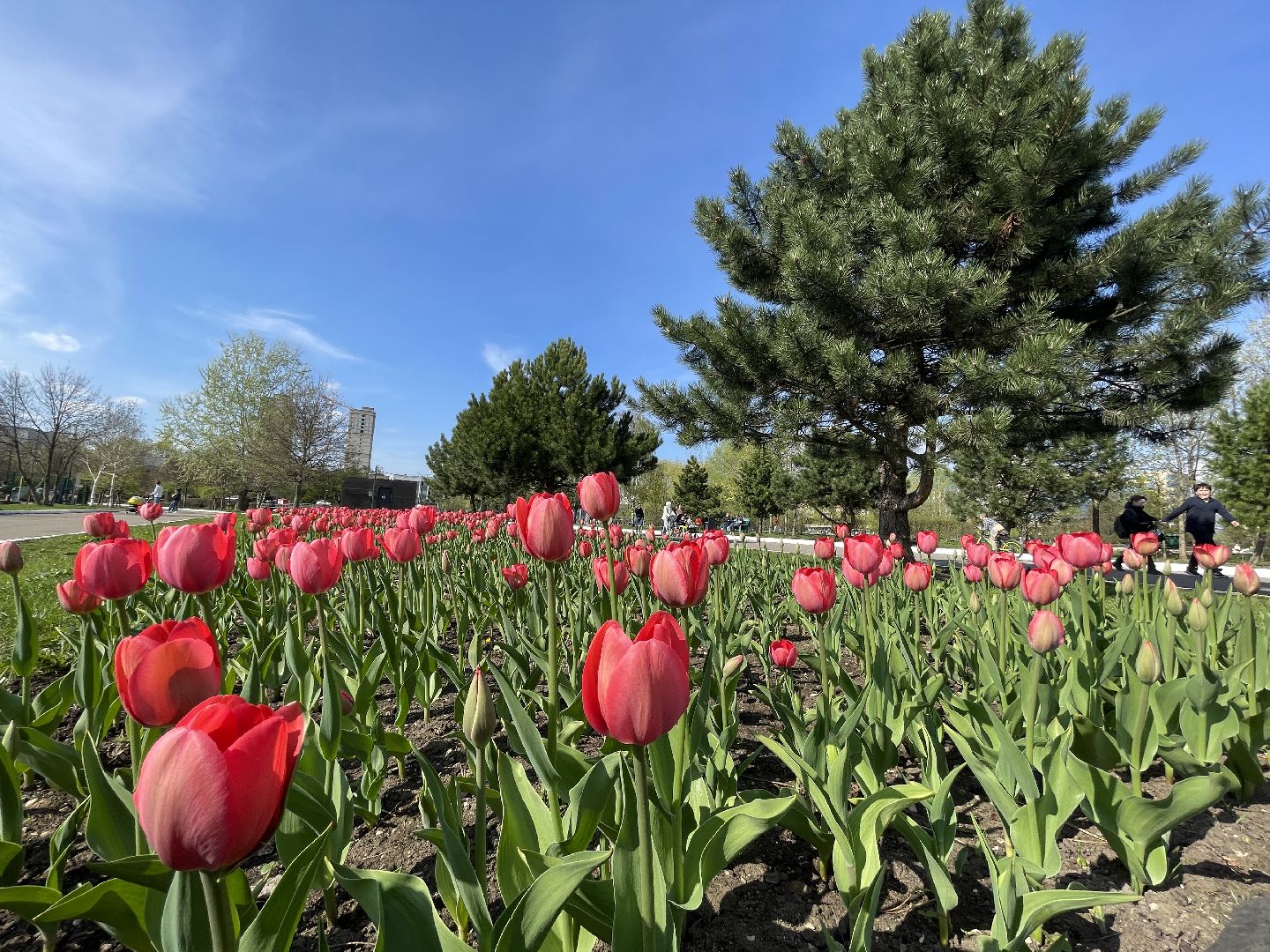 Одинцово, площадь, благоустройство, цветы,