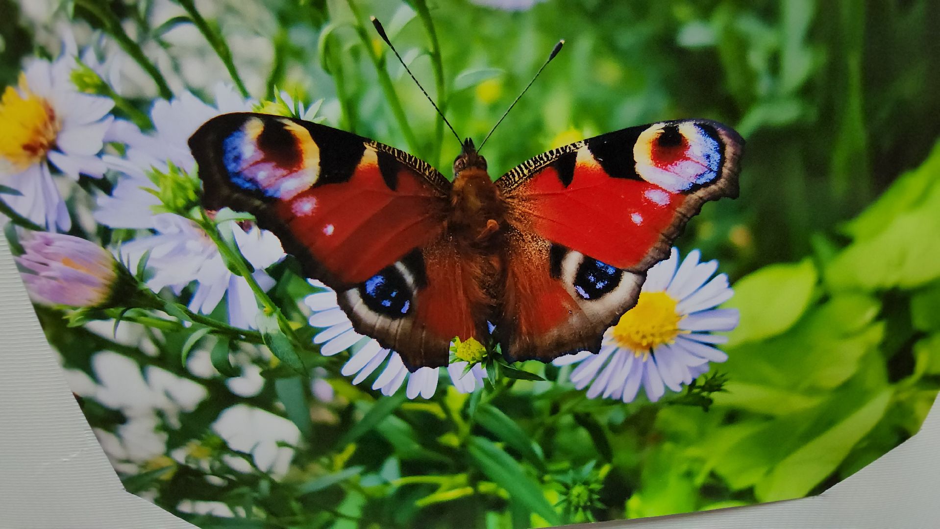 музей милиции, руза, конкурс рисунков, полиция глазами детей, новая экспозиция,