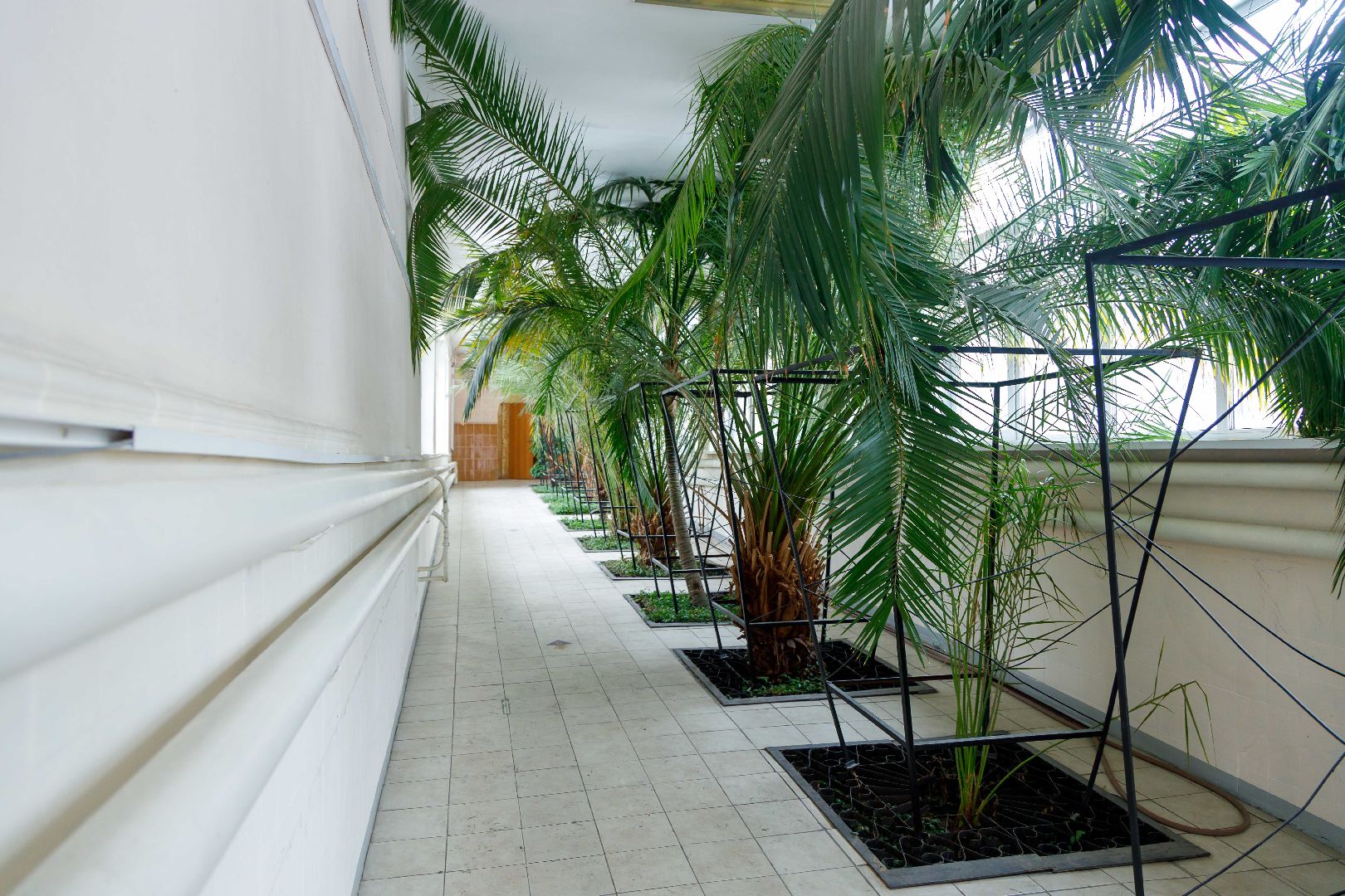 люберцы, глава городского округа люберцы владимир волков, люберецкая больница, оранжерея пальм, ухтомская больница,