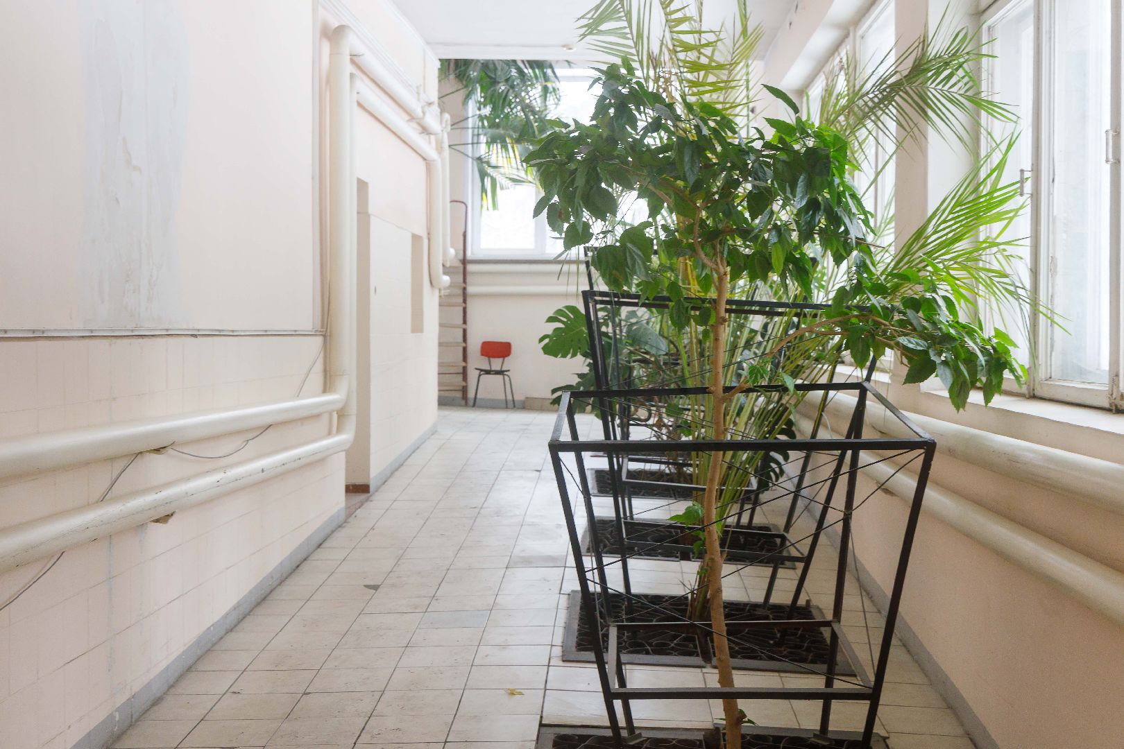 люберцы, глава городского округа люберцы владимир волков, люберецкая больница, оранжерея пальм, ухтомская больница,