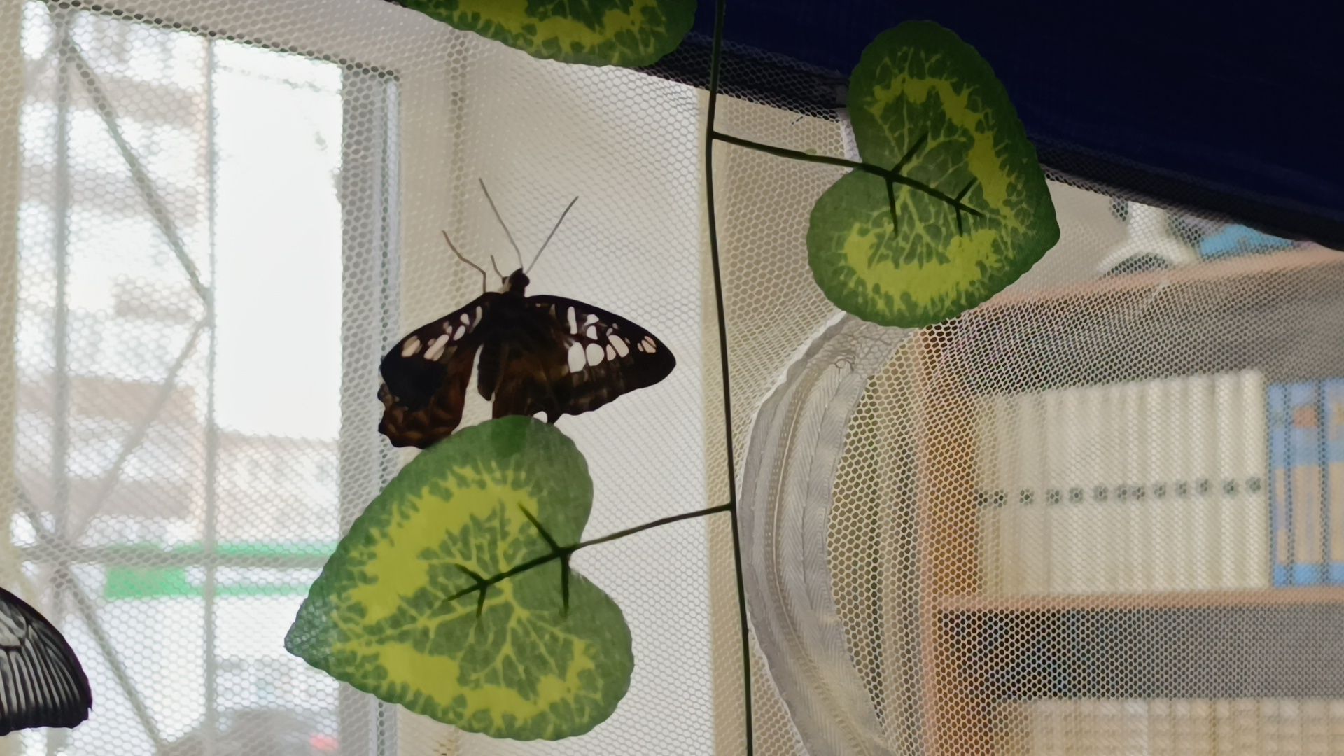 бабочка, выставка, лобня, библиотека,