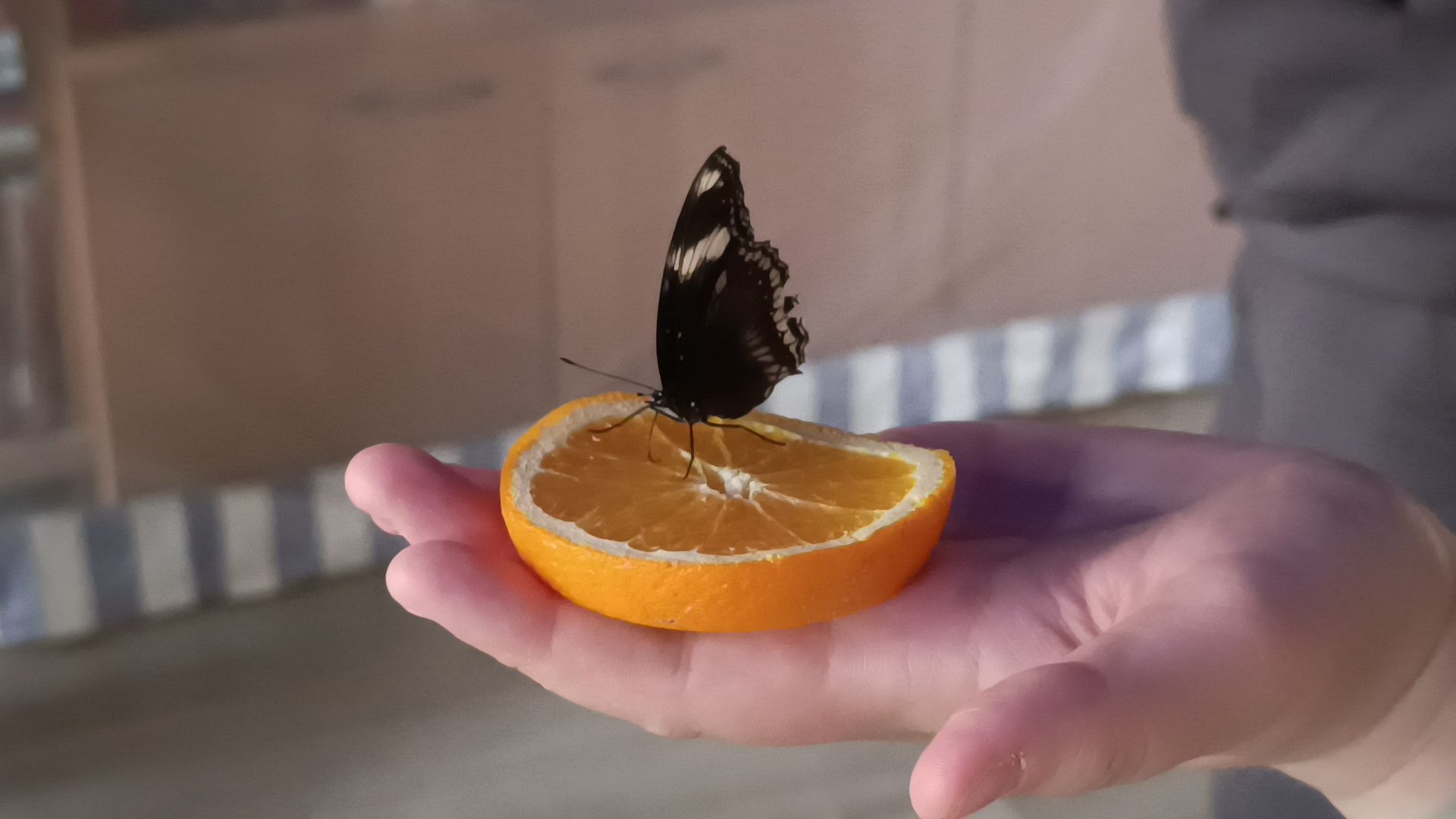 бабочка, выставка, лобня, библиотека,