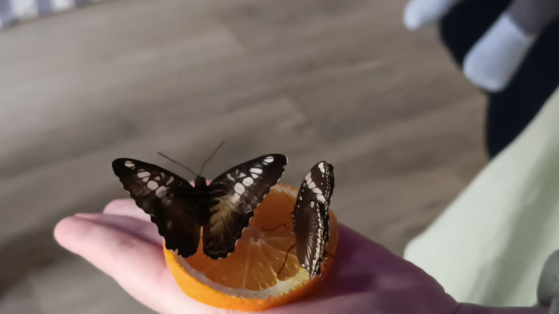 бабочка, выставка, лобня, библиотека,