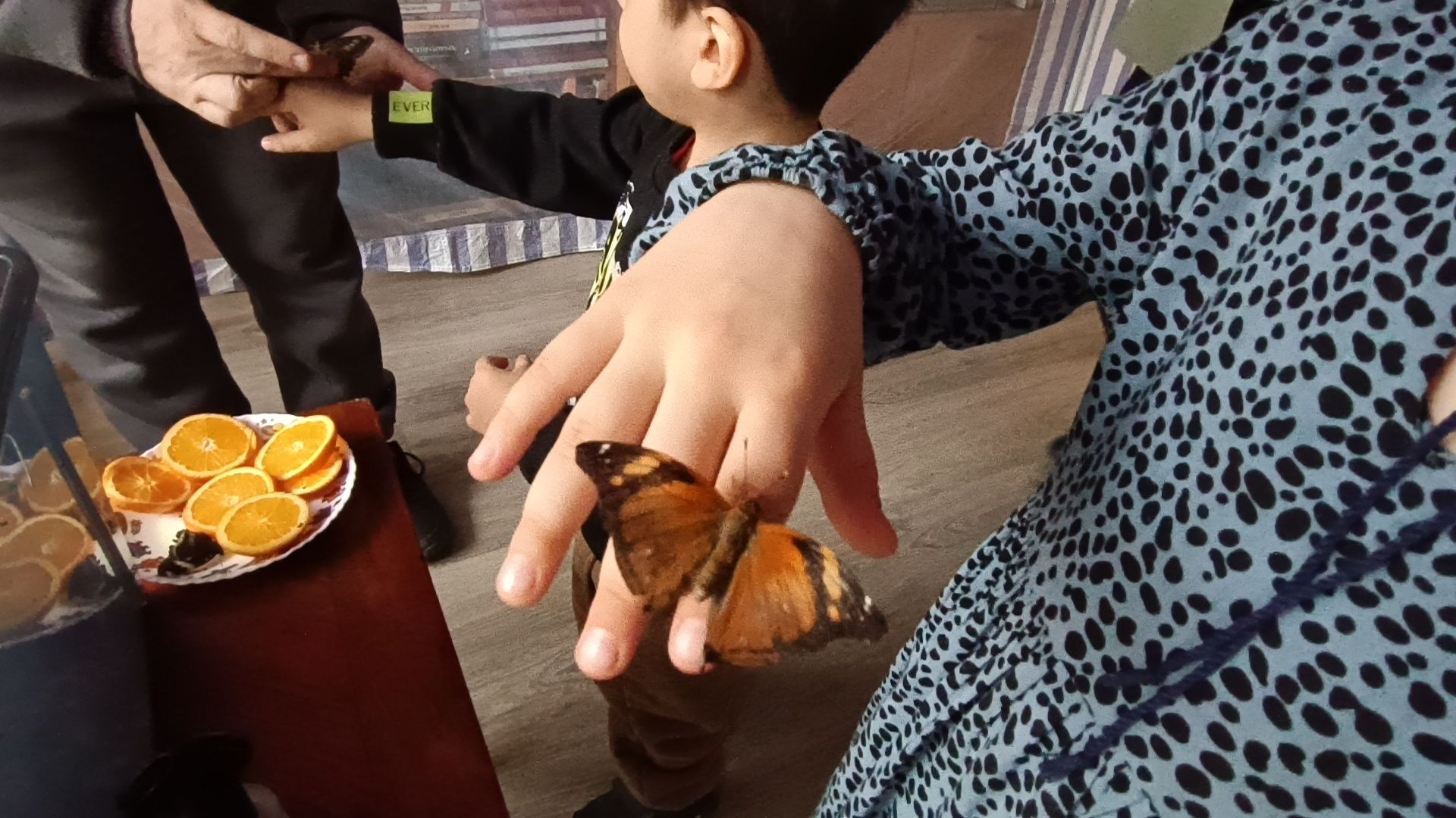 бабочка, выставка, лобня, библиотека,