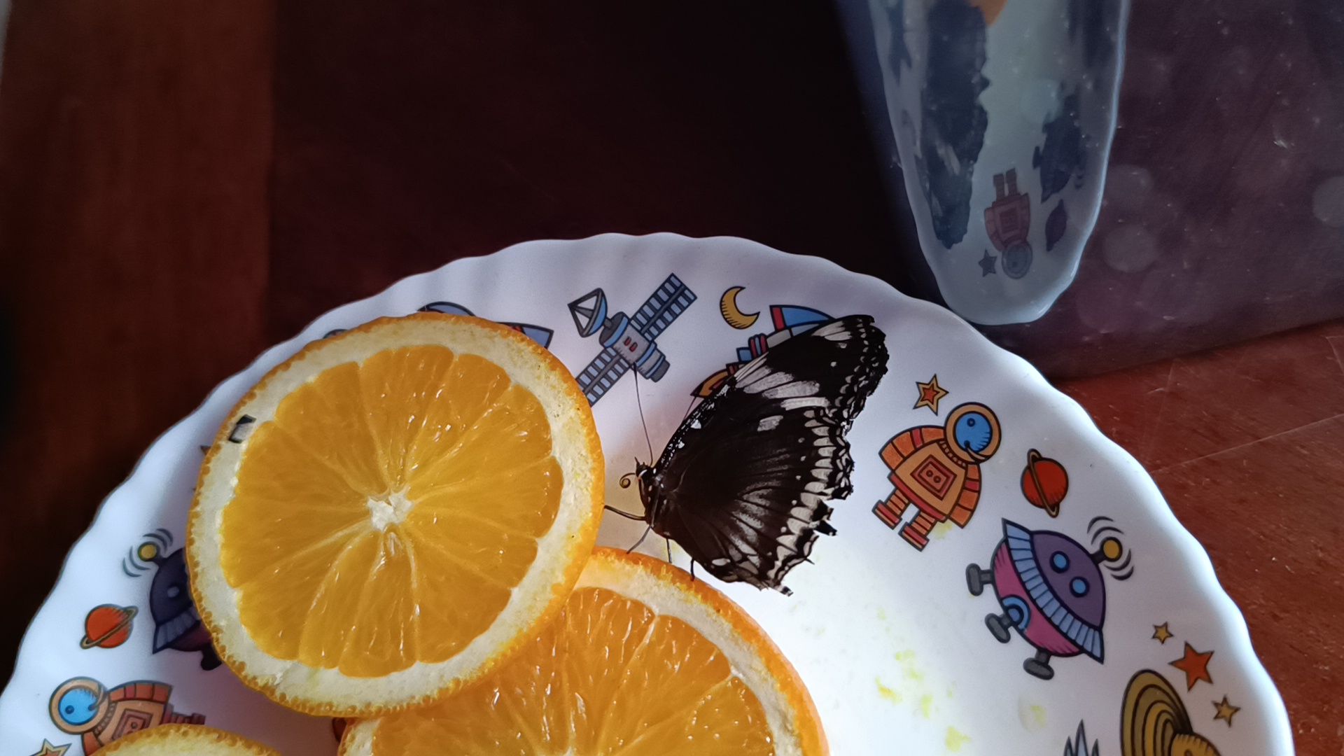 бабочка, выставка, лобня, библиотека,