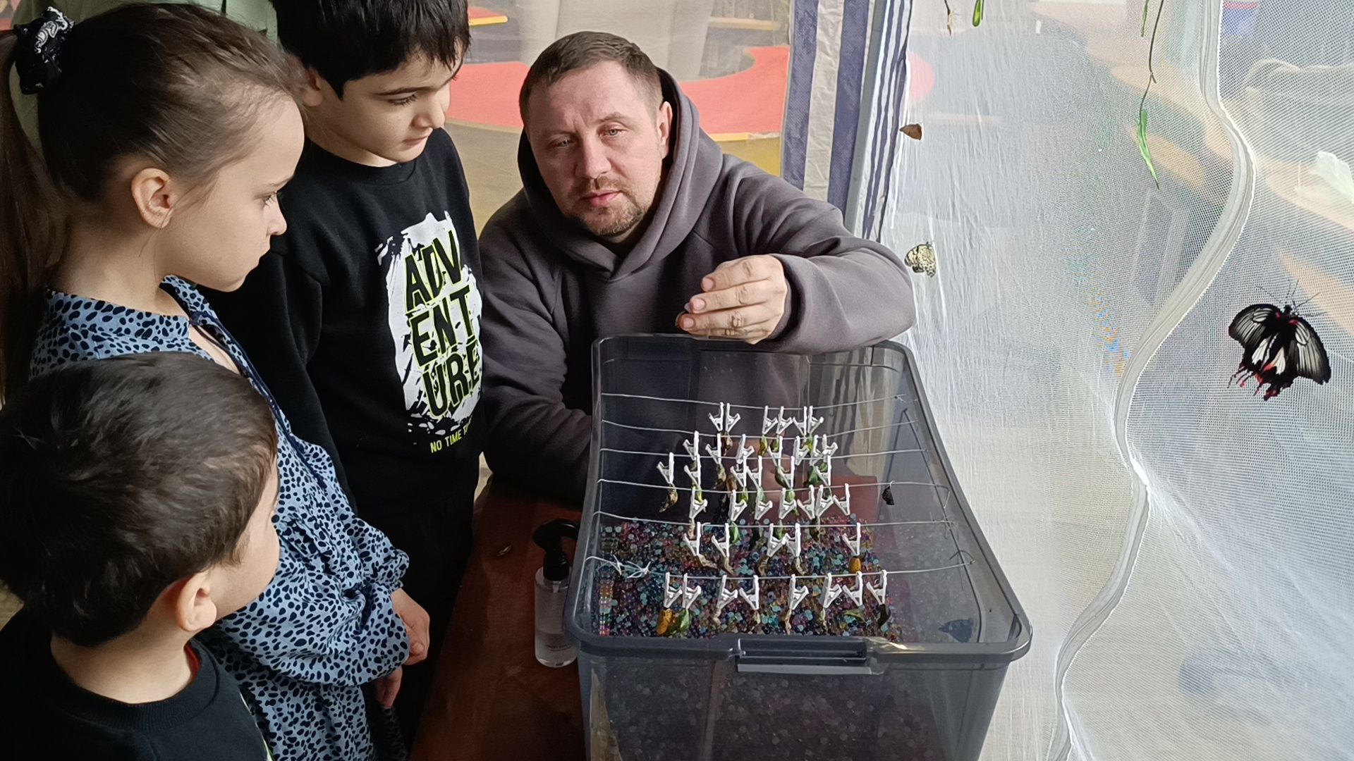 бабочка, выставка, лобня, библиотека,