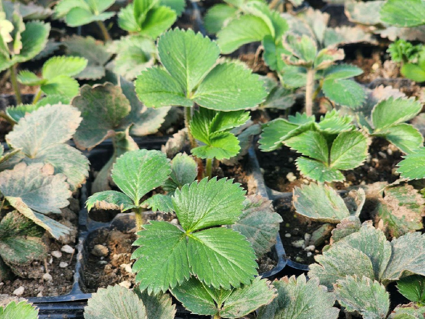 воскресенск, экономика, тепличное хозяйство, меры поддержки бизнеса,