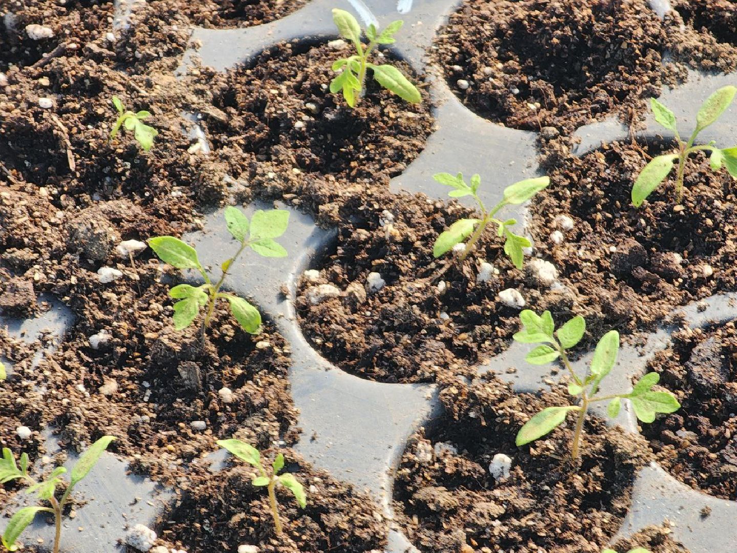 воскресенск, экономика, тепличное хозяйство, меры поддержки бизнеса,