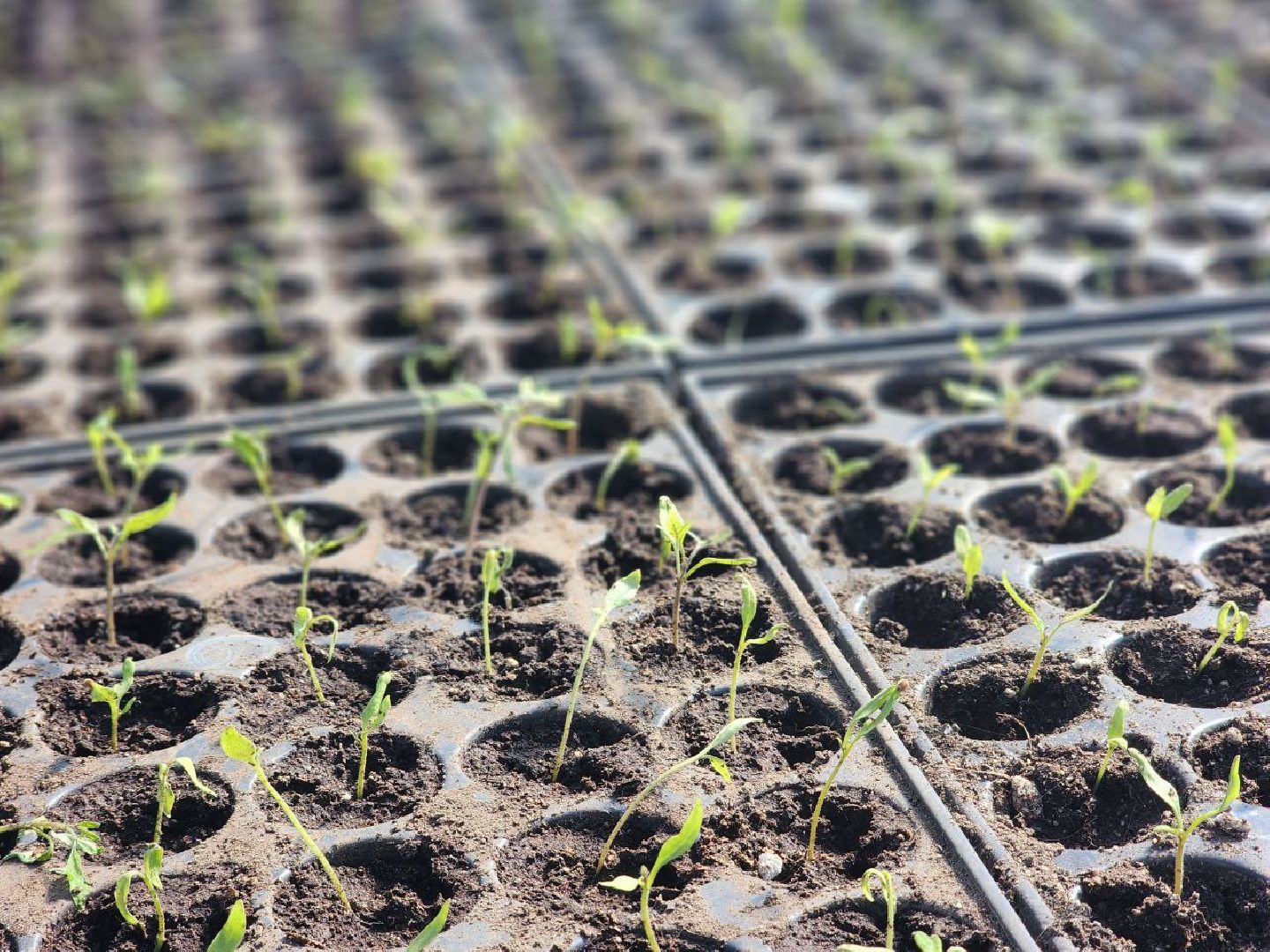 воскресенск, экономика, тепличное хозяйство, меры поддержки бизнеса,