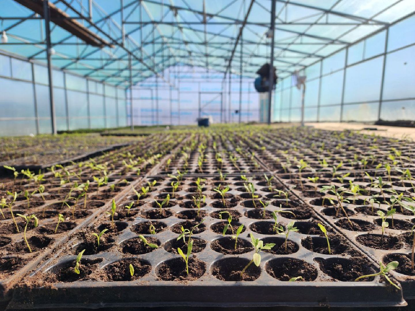 воскресенск, экономика, тепличное хозяйство, меры поддержки бизнеса,