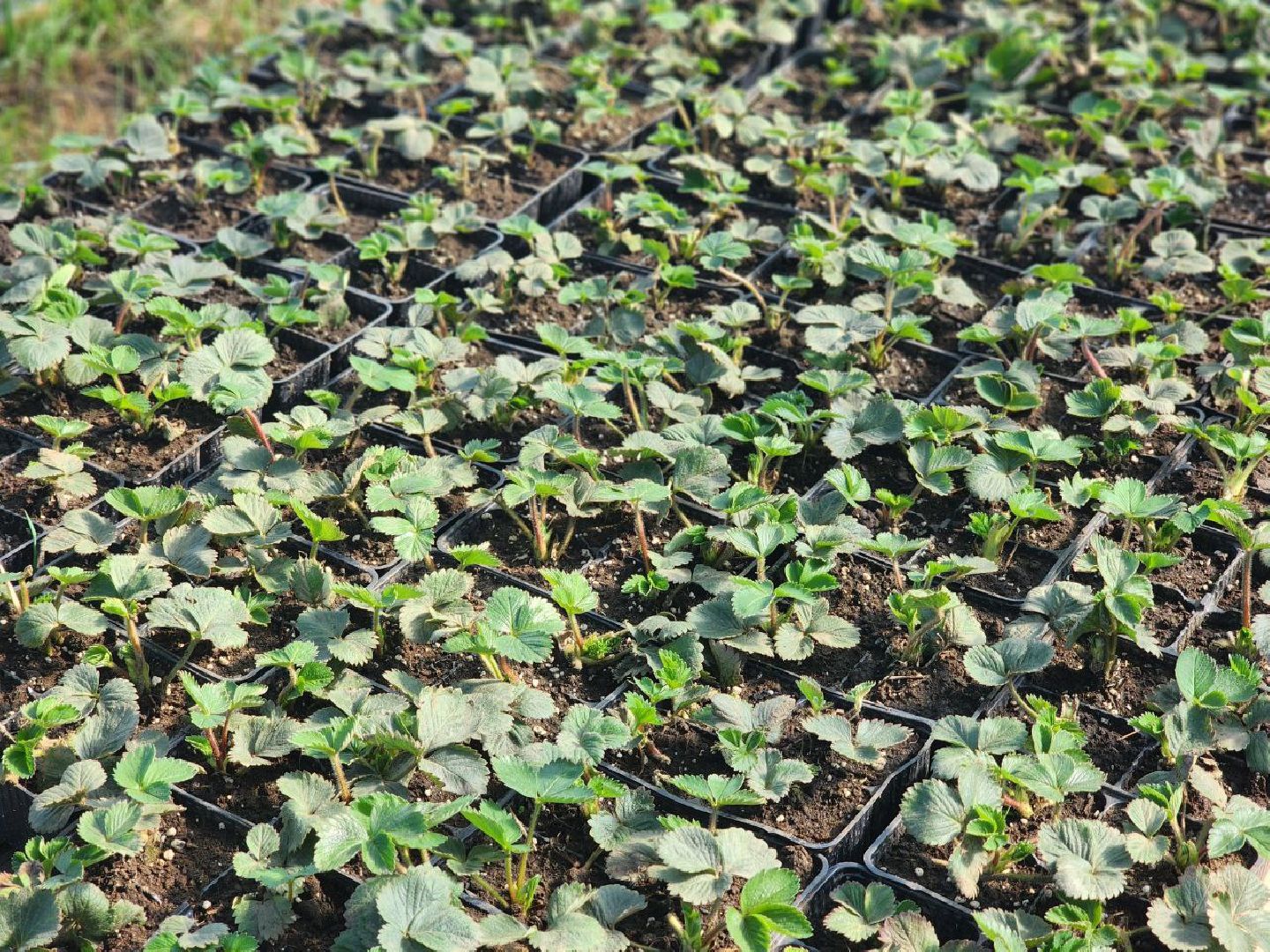 воскресенск, экономика, тепличное хозяйство, меры поддержки бизнеса,