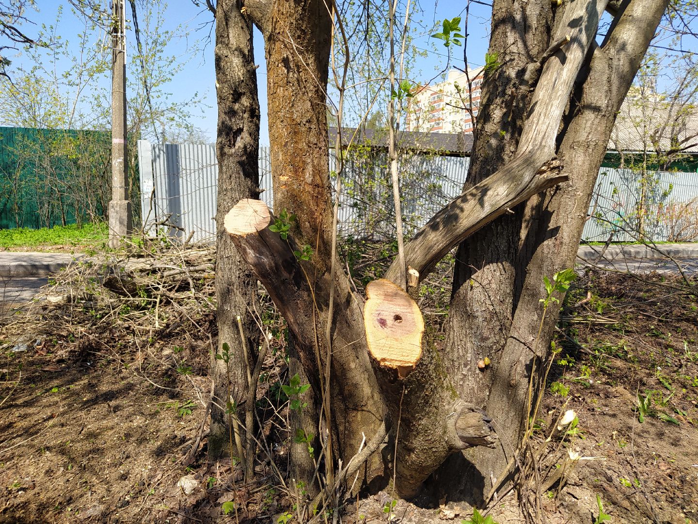 Обрезка деревьев, крона, ЖКХ