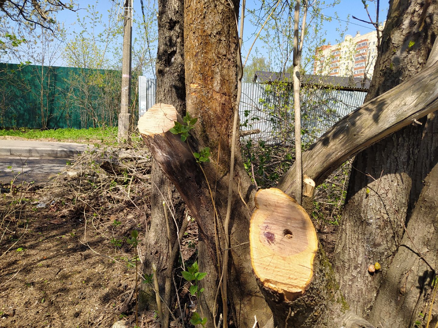 Обрезка деревьев, крона, ЖКХ