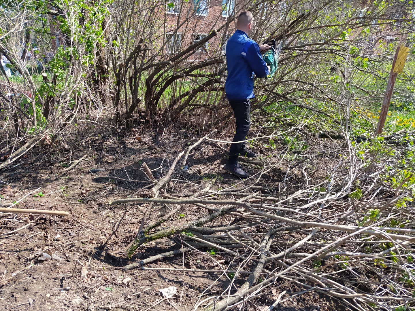 Обрезка деревьев, крона, ЖКХ