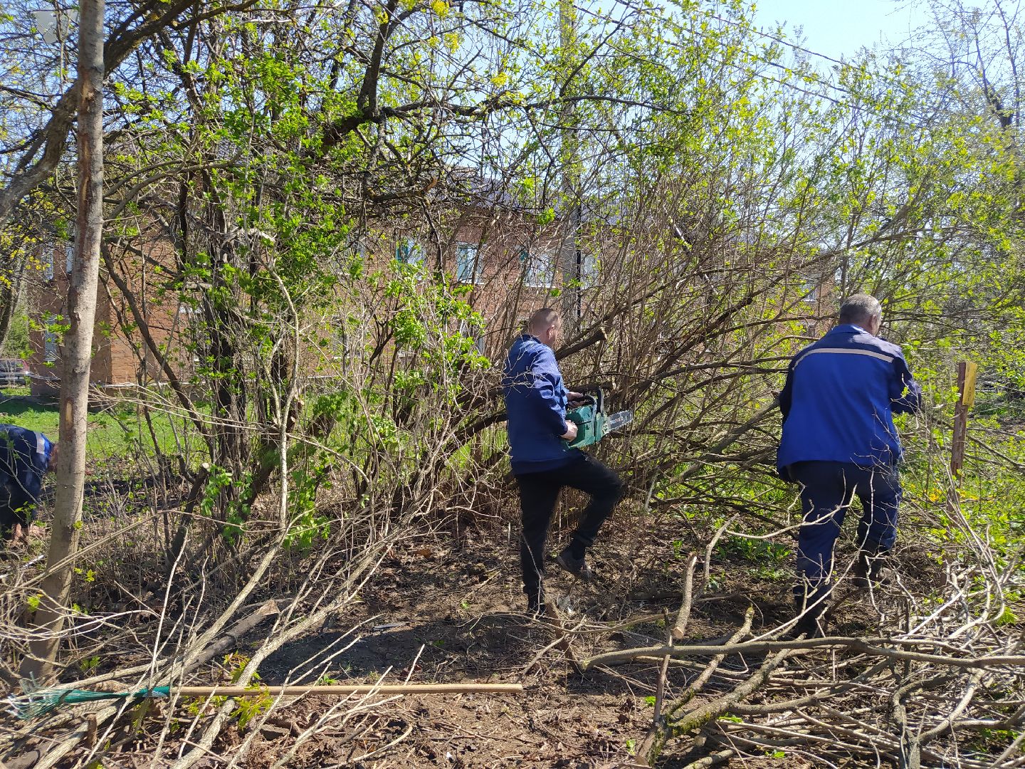 Обрезка деревьев, крона, ЖКХ