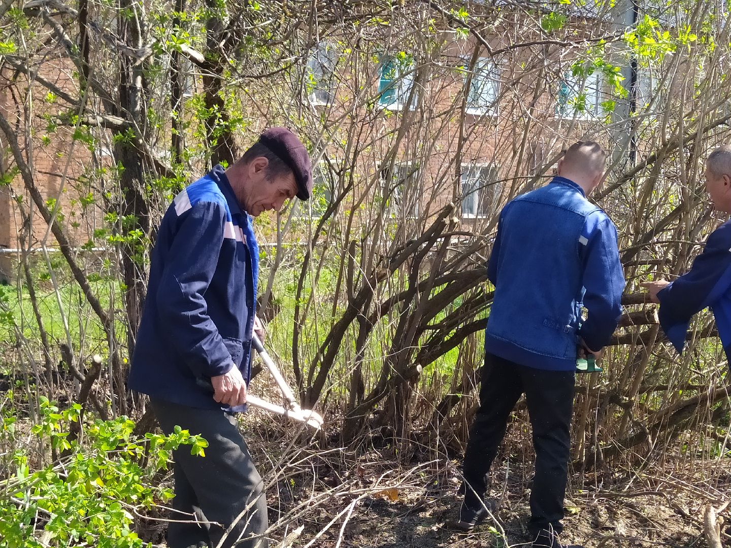 Обрезка деревьев, крона, ЖКХ