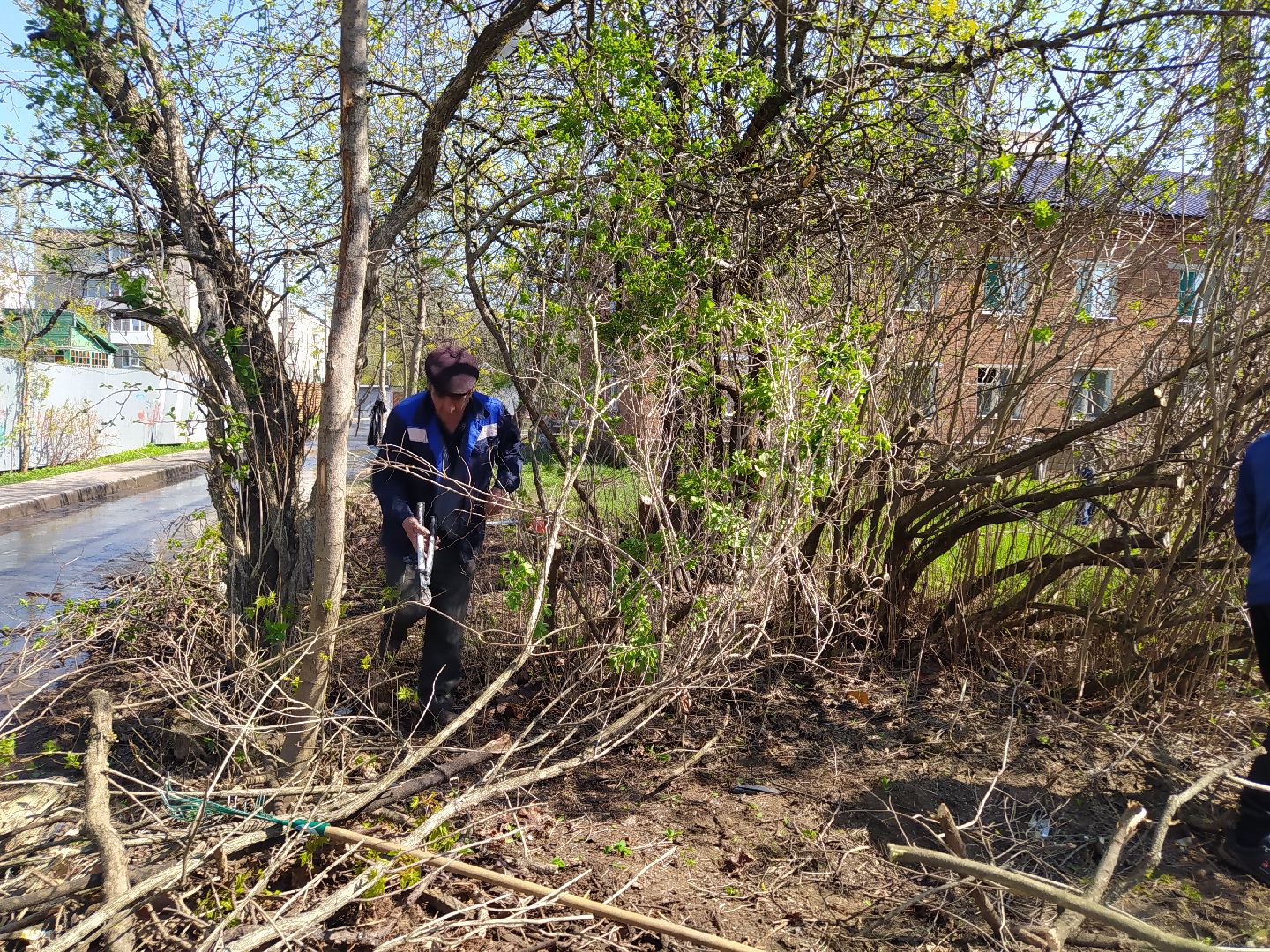 Обрезка деревьев, крона, ЖКХ