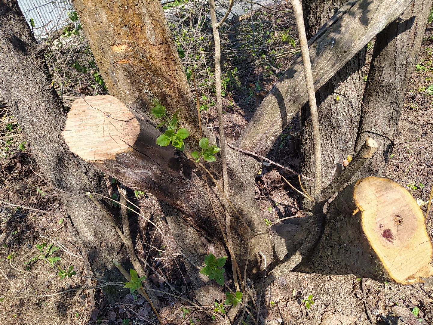 Обрезка деревьев, крона, ЖКХ