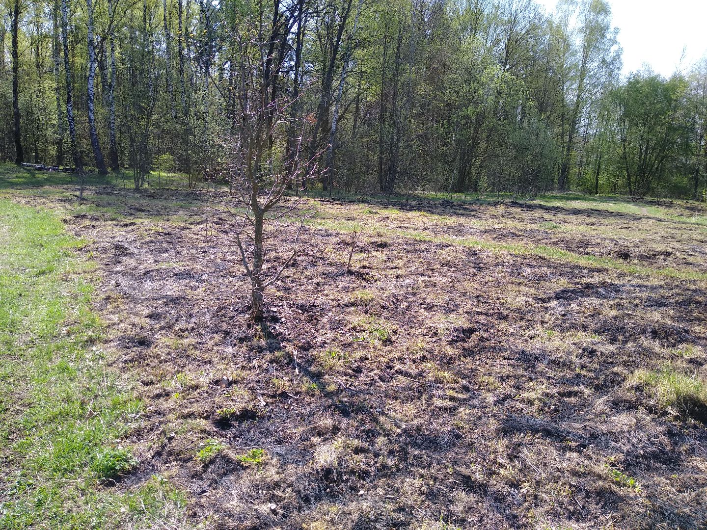 Раменское, пожарная, безопасность, пал травы