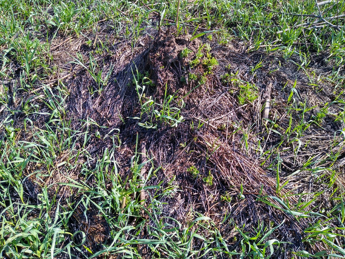 Раменское, пожарная, безопасность, пал травы