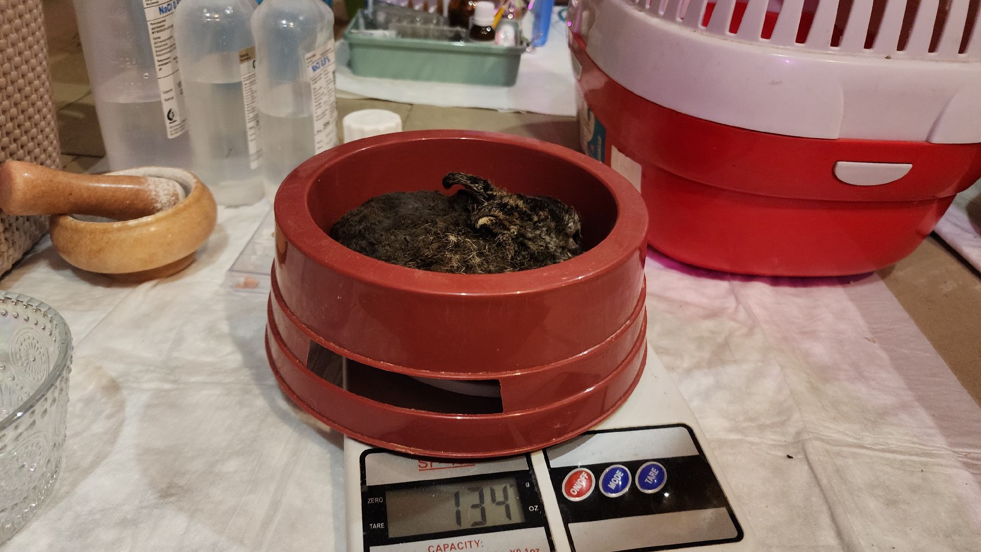 экология, животные, пожар, пал травы, домодедово, дом зайца, реабилитационный центр, дикие животные, спасение животных, заяц,