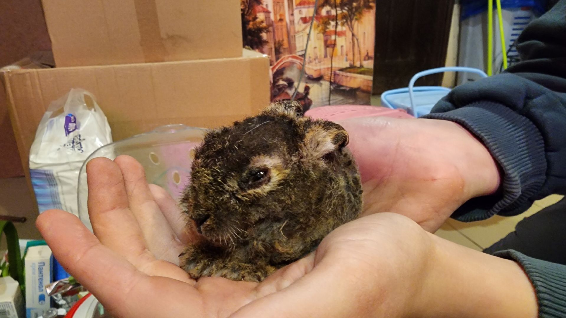 экология, животные, пожар, пал травы, домодедово, дом зайца, реабилитационный центр, дикие животные, спасение животных, заяц,